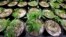 FILE - Marijuana plants stand under grow lamps at a production and processing facility in Arlington, Washington, Jan. 13, 2015.