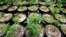 FILE - Marijuana plants stand under grow lamps at a production and processing facility in Arlington, Washington, Jan. 13, 2015.
