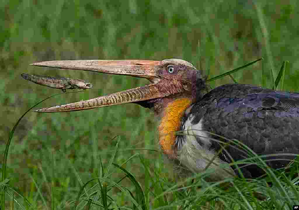 An adjutant stork snags a fish at the Pobitora Wildlife Sanctuary on the outskirts of Gauhati, India.