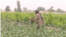 poppy cultivation kandahar