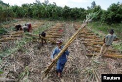 FILE - Workers collect chopped sugar cane on the outskirts of Phnom Penh, Cambodia, June 3, 2016.