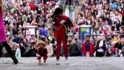 New York’ta Köpekler İçin Cadılar Bayramı Kostüm Yarışması