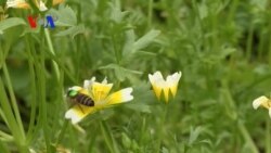 Tracking Bees in an Urban Jungle