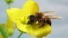 Diesel Exhaust Disrupts Bee's Sense of Smell 