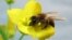 The honeybee was taught to recognize the scent of the rapeseed or canola flower. (photo credit: Tracey Newman)