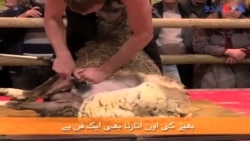 بھیڑ کی اون اتارنے کا مقابلہ