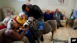 FILE - Stable worker Ali Hussein from Pakistan, 34, holds Calypso, a miniature horse used for therapy programs, during a visit at an elderly care home in Athens, Nov. 22, 2024. 