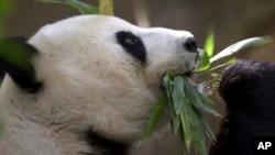 在圣地亚哥动物园的大熊猫。（资料照片：2003年12月17日）