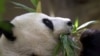 重启“熊猫外交”中国宣布与加州圣迭戈动物园达成大熊猫租借协议