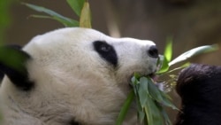 美中延續熊貓保育合作 一對大熊貓即將抵達美國聖地牙哥動物園