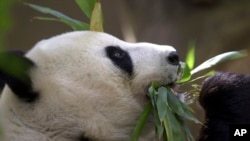 ARCHIVO - Bai Yun come bambú en el Zoo de San Diego, el 17 de diciembre de 2003. China prepara el envío de una nueva pareja de pandas gigantes a ese Zoológico luego de requisar todos los ejemplares en préstamo en EEUU. 