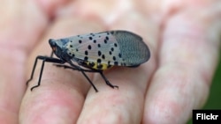 FILE - Spotted lanternfly