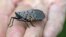 FILE - Spotted lanternfly
