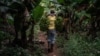 FILE - A man carries bananas that he collected at a farm in Kenya, Jan. 23, 2020. Banana farming is making a comeback in Malawi, years after the banana bunchy top virus wiped out local varieties.