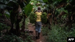 FILE - A man carries bananas that he collected at a farm in Kenya, Jan. 23, 2020. Banana farming is making a comeback in Malawi, years after the banana bunchy top virus wiped out local varieties.