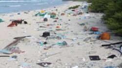 Udaba Esilethulwe Ngu Mavis Gama