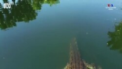 Կոկորդիլոսը հարվածում է անօդաչու թռչող սարքին. Ավստրալիա