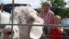 An Angora goat at a farmer's market in the state of Maine