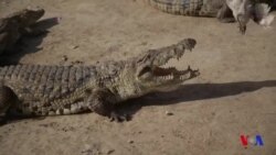 Au Burkina Faso, le crocodile est le meilleur ami de l'homme (vidéo)