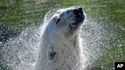 A polar bear refreshes in the water on a hot summer Wednesday, Aug. 19, 2020 at the zoo in Gelsenkirchen, Germany.