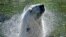 A polar bear refreshes in the water on a hot summer Wednesday, Aug. 19, 2020 at the zoo in Gelsenkirchen, Germany.