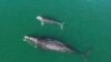Births Among Endangered Right Whales Reach Highest Figure Since 2015 