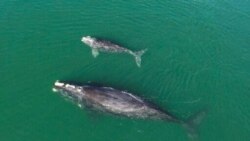 FILE - This Georgia Department of Natural Resources photo shows a North Atlantic right whale mother and calf in waters near Wassaw Island, Georgia on Jan. 19, 2021.
