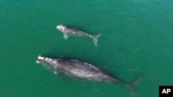 FILE - This Georgia Department of Natural Resources photo shows a North Atlantic right whale mother and calf in waters near Wassaw Island, Ga., Jan. 19, 2021. 