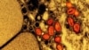 An undated colorized electron micrograph of mpox virus particles (red) found within an infected cell (brown) cultured in the laboratory, captured at the National Institute of Allergy and Infectious Diseases in Fort Detrick, Maryland. (NIAID via Reuters)