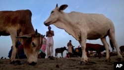 India Cattle (cow) Crackdown