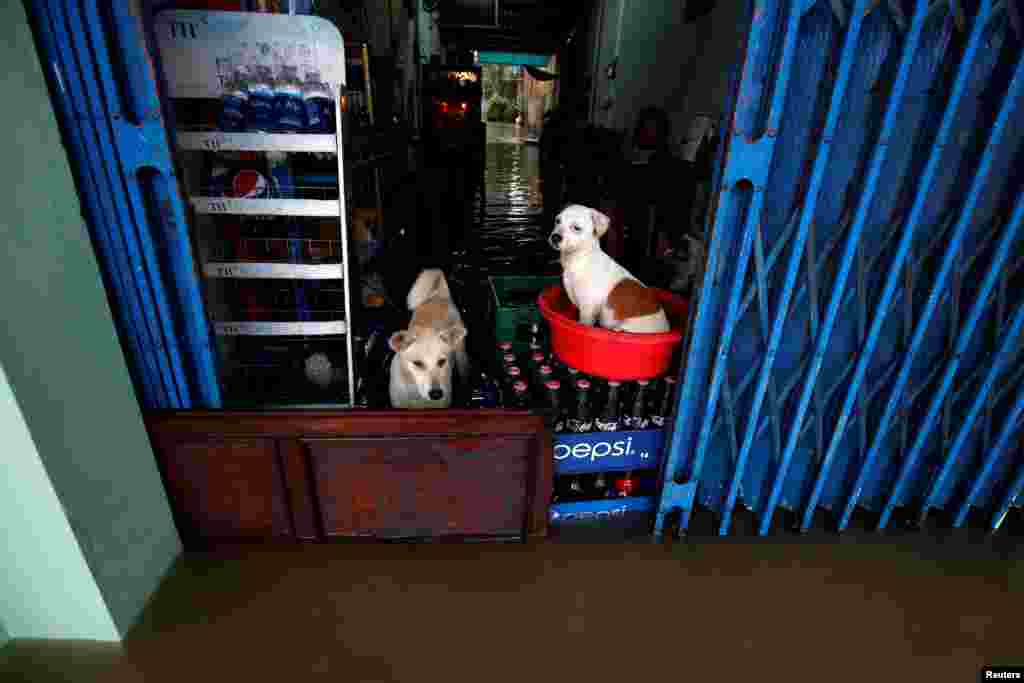 Dogs stand on a flooded drink shop after typhoon Damrey hits Vietnam in Hue city, Vietnam.