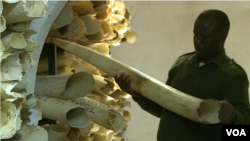 Stocks of ivory and rhino horns at Zimbabwe Parks and Wildlife Management Authority in Harare, June 19, 2019. (C. Mavhunga/VOA)