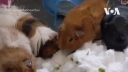 Снежный пир