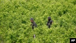 In this Aug. 15, 2012 file photo, police patrol a coca field as hired farmers uproot coca shrubs as part of a manual eradication campaign of illegal crops in San Miguel on Colombia's southern border with Ecuador.