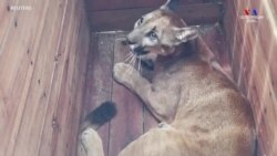 Կոլումբիայի զինված ուժերը սև շուկայից փրկել է մոտ 100 վայրի կենդանիների և ուղարկել արգելանոց