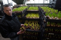 Henk van der Slot shows flowers which were destined to adorn Saint Peter's Square in Rome for Easter celebrations, at his farm in Lisse, near Amsterdam, Netherlands, March 19, 2020.