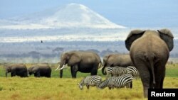 Sekelompok gajah dan zebra di Taman Nasional Amboseli, Kenya (Foto: dok). Dua pemburu gelap gajah lolos dari kantor polisi Mecula di Cagar Alam Nasional Niassa, Mozambik, 27 Oktober 2014.