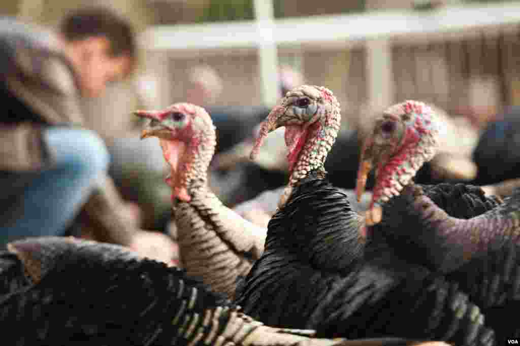 Heritage turkeys at Crowfoot Farm. (Alison Klein/VOA)