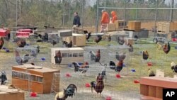 This March 23, 2018 photo provided by the Sevier County Sheriff's Office in De Queen, Arkansas, shows some of the 200 roosters seized during a raid at a cockfight, March 17, 2018.