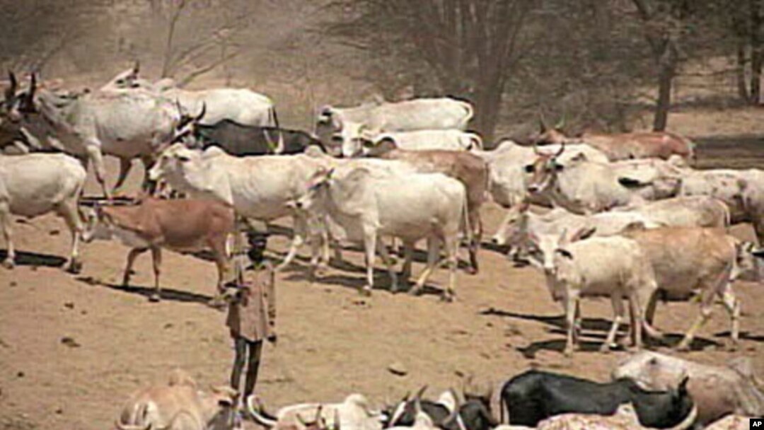 A herder in Kenya tends to his cattle, Aug 2010