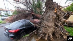 A car is left crushed by a fallen tree outside a residence in the Sherman Oaks section of Los Angeles, Feb. 18, 2017. A huge Pacific storm unloaded on Southern California, ravaging roads and opening sinkholes.