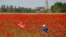 Children play in a poppy field in Aubigny-au-Bac, near Cambrai, France May 25, 2020. 