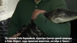 Аллигатор в озере Мичиган