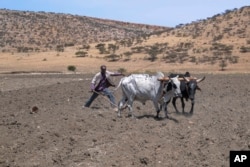 FILE—Ethiopian farmer, Haile Gebre Kirstos, 70, uses a cattle drawn plough to tend to his field in Mai Mekden, in the Tigray region of northern Ethiopia, on February 27, 2024.