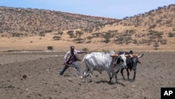El granjero etíope Haile Gebre Kirstos, de 70 años, utiliza un arado tirado por ganado para cuidar su campo en Mai Mekden, en la región de Tigray, en el norte de Etiopía, el 27 de febrero de 2024.