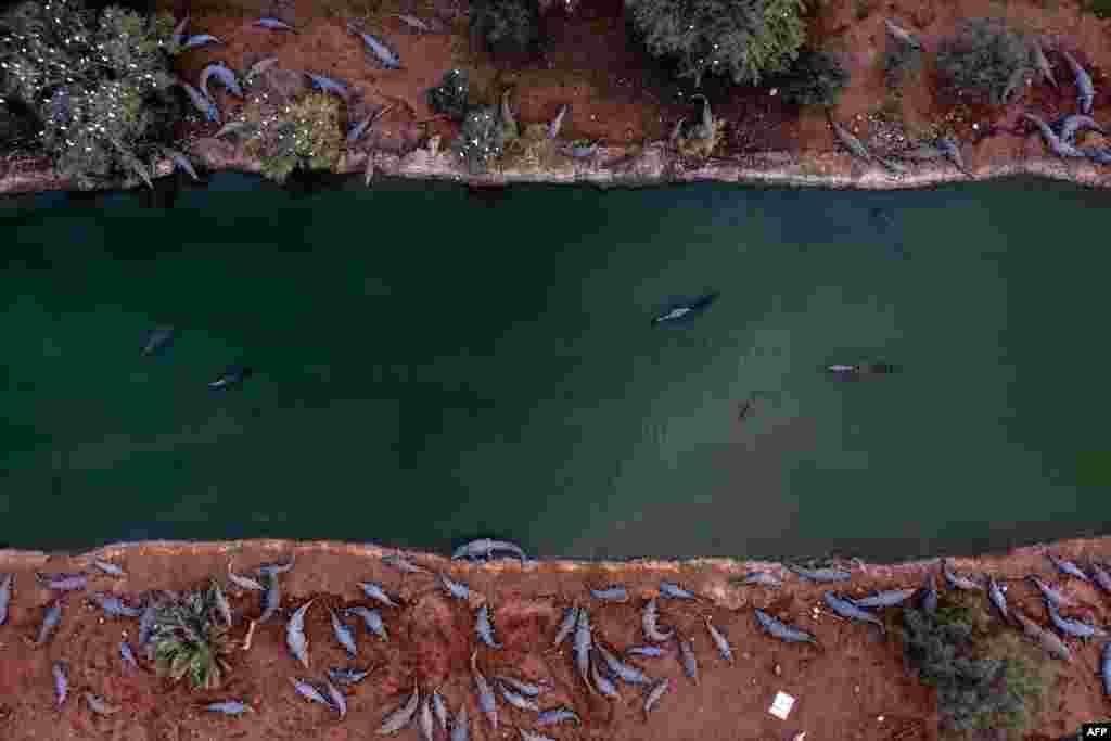 Dozens of crocodiles are seen in an inactive farm in the Jordan Valley near the Israeli Petzael settlement in the West Bank.