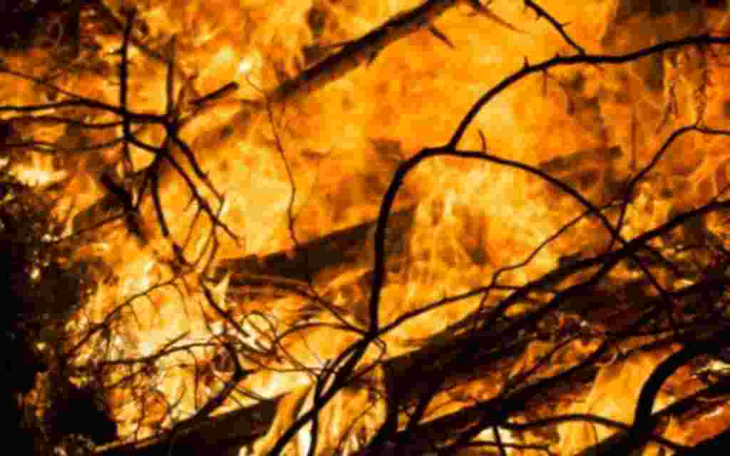 Burning forest