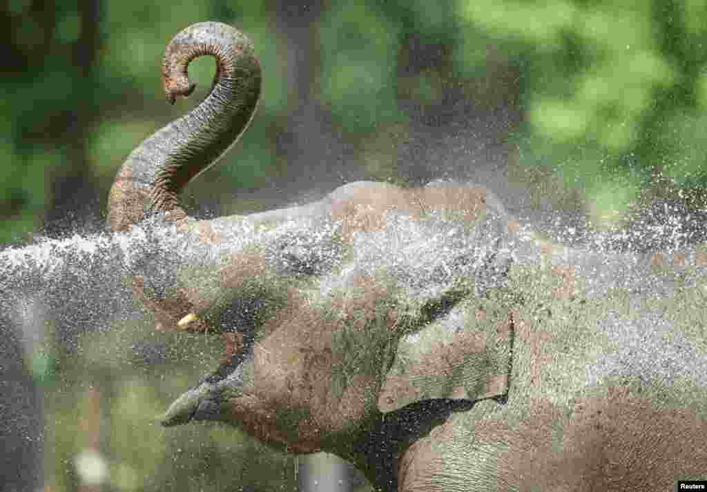 گرمی کے اثرات سے بچانے کے لیے جانوروں کے لیے بھی خصوصی اقدامات کیے گئے ہیں۔