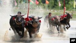 Balapan kerbau di balapan kerbau tahunan di Provinsi Chonburi, selatan Bangkok, Thailand, 13 Juli 2019. (Foto: AP)