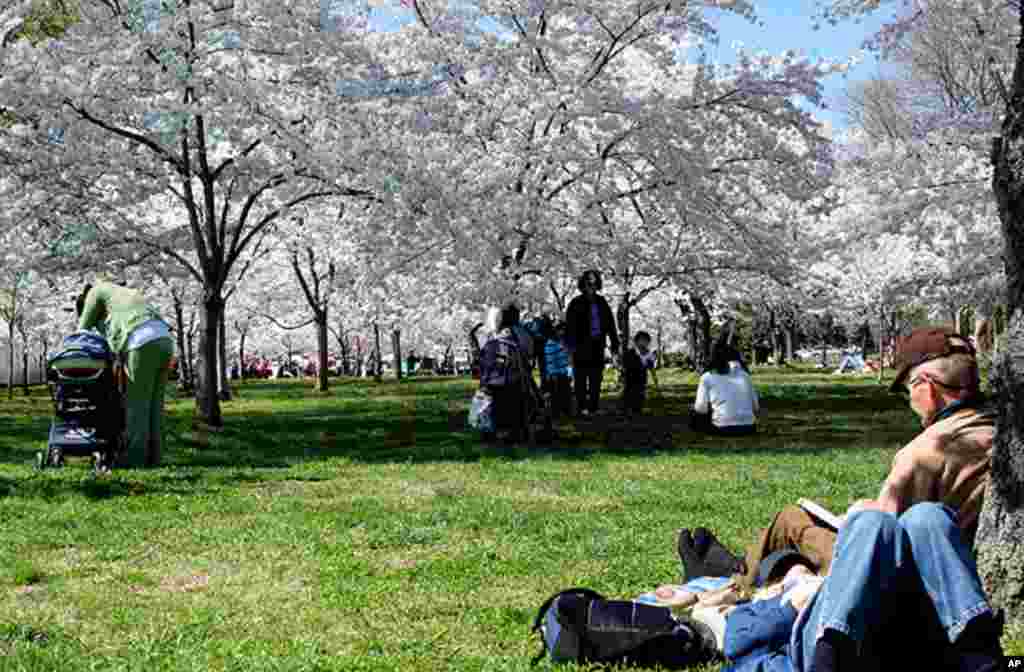 [워싱턴 D.C. 벚꽃 축제] 워싱턴의 봄